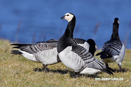 Weißwangengans - Copyright Stefan Pfützke