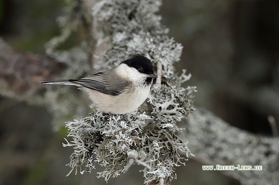 Weidenmeise - Copyright Stefan Pfützke