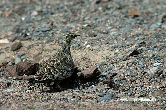 Wellenflughuhn - Copyright Stefan Pfützke