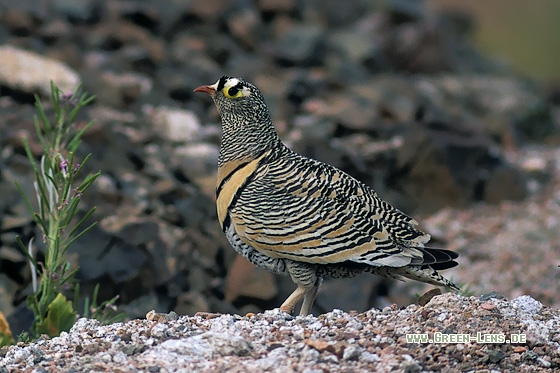 Wellenflughuhn - Copyright Stefan Pfützke