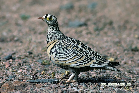 Wellenflughuhn - Copyright Stefan Pfützke
