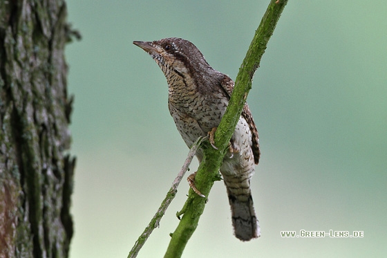 Wendehals - Copyright Stefan Pfützke