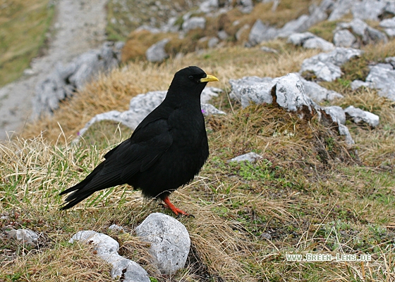 Alpendohle - Copyright Christoph Moning