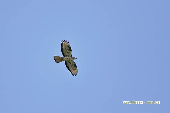 Wespenbussard - Copyright Stefan Pfützke