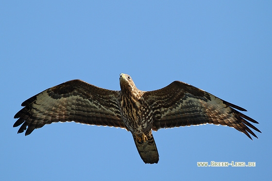 Wespenbussard - Copyright Stefan Pfützke