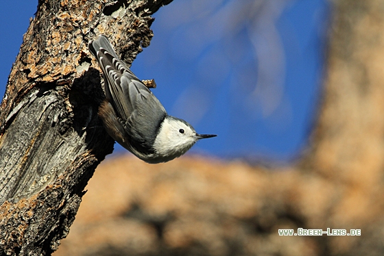 Carolinakleiber - Copyright Christoph Moning
