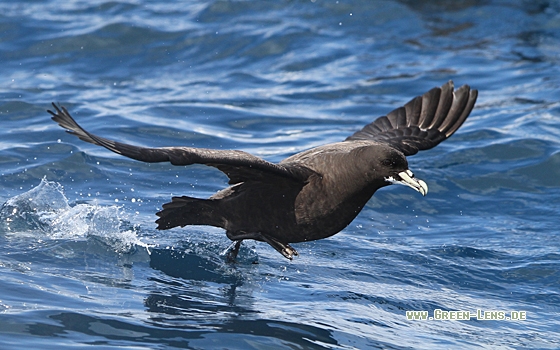 Weißkinn-Sturmvogel - Copyright Christoph Moning