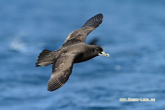 Weißkinn-Sturmvogel - Copyright Christoph Moning