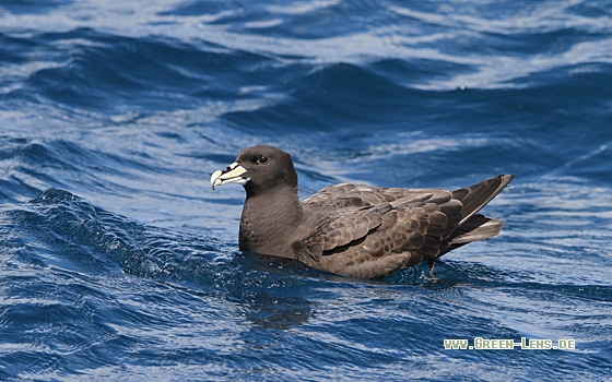 Weißkinn-Sturmvogel - Copyright Christoph Moning