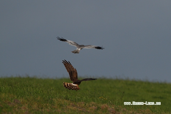 Wiesenweihe - Copyright Stefan Pfützke