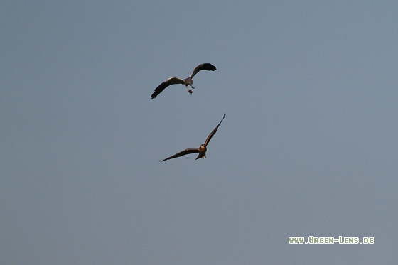 Wiesenweihe - Copyright Stefan Pfützke