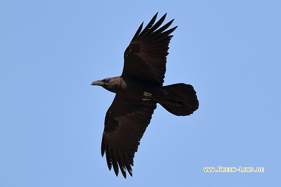 Wüstenrabe - Copyright Stefan Pfützke