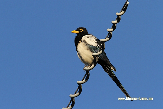 Gelbschnabelelster - Copyright Christoph Moning