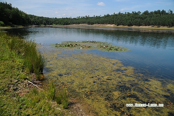 Zierliche Moosjungfer, Lebensraum - Copyright Christian Gelpke