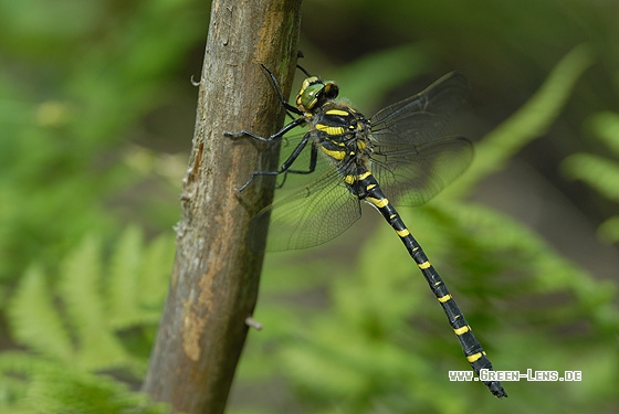 Zweigestreifte Quelljungfer - Copyright Christian Gelpke