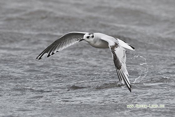 Zwergmöwe - Copyright Stefan Pfützke