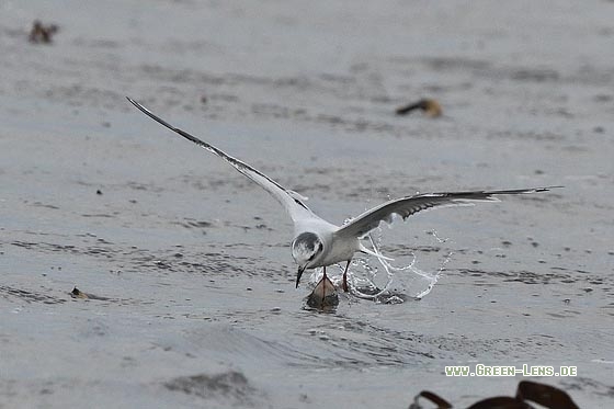 Zwergmöwe - Copyright Stefan Pfützke