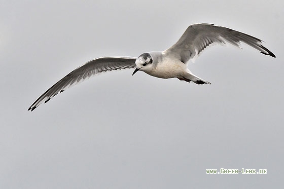 Zwergmöwe - Copyright Stefan Pfützke