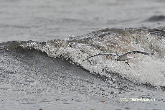 Zwergmöwe - Copyright Stefan Pfützke