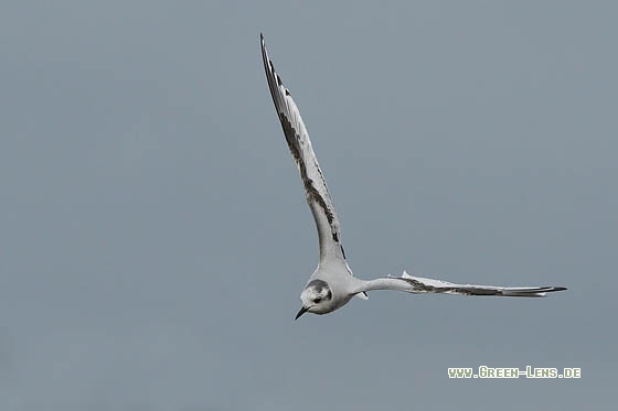 Zwergmöwe - Copyright Stefan Pfützke