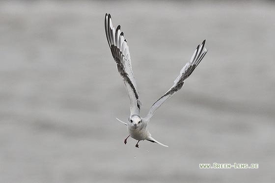 Zwergmöwe - Copyright Stefan Pfützke