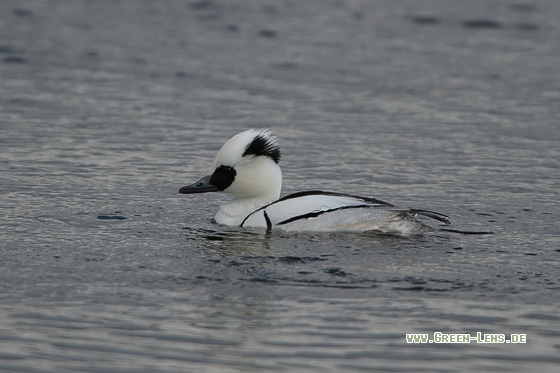 Zwergsäger - Copyright Stefan Pfützke
