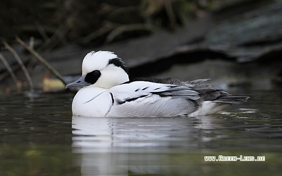Zwergsäger - Copyright Christoph Moning