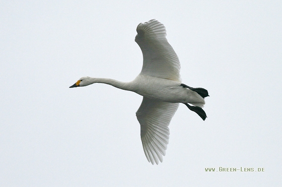 Zwergschwan - Copyright Stefan Pfützke