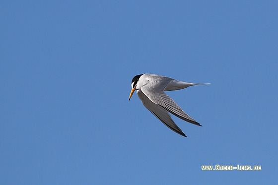 Zwergseeschwalbe - Copyright Stefan Pfützke