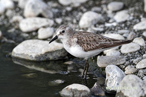 Zwergstrandläufer - Copyright Stefan Pfützke
