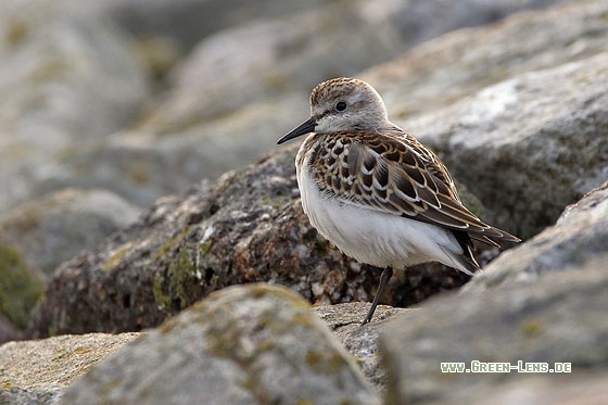 Zwergstrandläufer - Copyright Stefan Pfützke