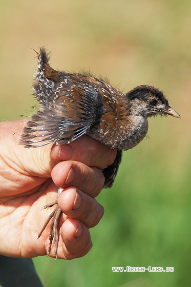 Zwergsumpfhuhn - Copyright Stefan Pfützke