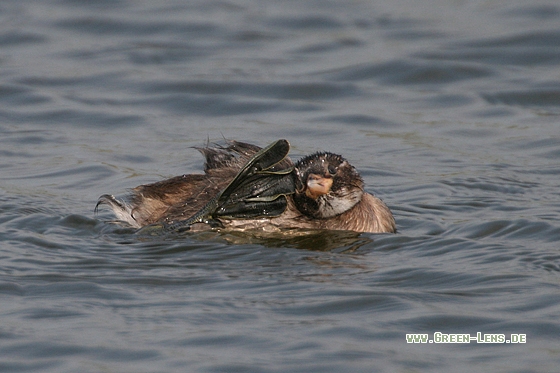 Zwergtaucher - Copyright Stefan Pfützke