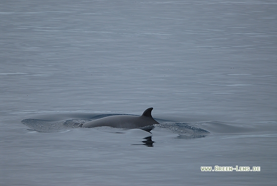 Zwergwal - Copyright Christian Gelpke